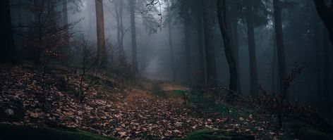 Download wallpaper 2560x1080 forest, fog, path, autumn, nature dual wide 1080p hd background Dark Forest Aesthetic, Woodland Wallpaper, Foggy Weather, 4k Wallpapers For Pc, Free Background Images, Laptop Wallpaper Desktop Wallpapers, Nature Background Images, Nature Wallpapers, Forest Path