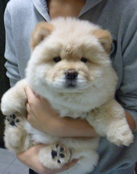 Perros Chow Chow, Chow Chow Dogs, Airedale Terrier, Fluffy Dogs, Cute And Cuddly, Cutest Animals, Cute Creatures, Chow Chow, Baby Dogs