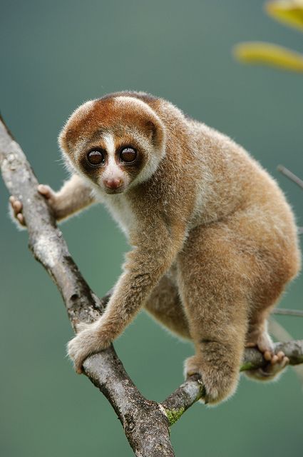 Funny Weird Facts, Rainforest Habitat, Slow Loris, Interesting Animals, Cool Animals, Animal Facts, Primates, Animal Planet, Exotic Pets