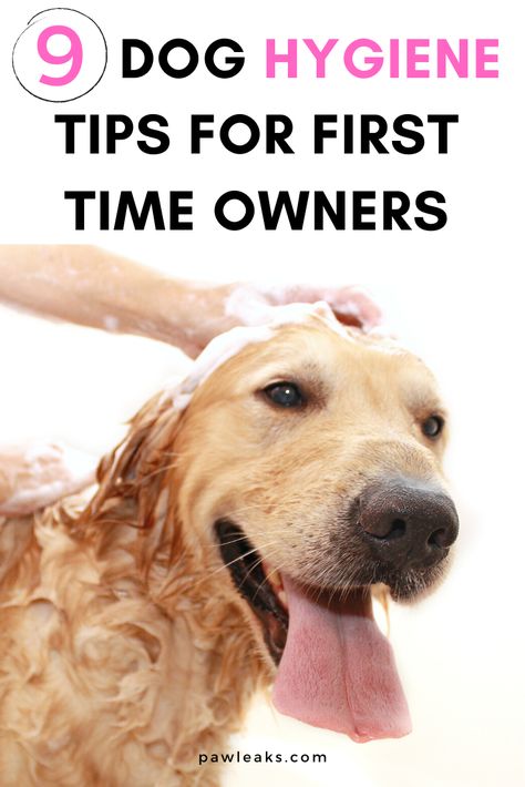 Dog Hygiene, Puppies Tips, Dog Grooming Tips, Hygiene Tips, Scary Dogs, Dog Health Tips, Dog Dental, Dog Cleaning, Grooming Tips