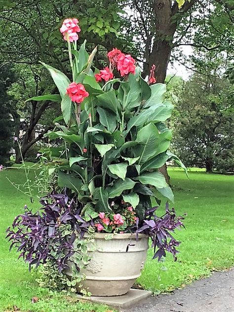 Horn Canna Farm - ----Cannas are a Thriller in Container Gardening | Blog Canna Planter Ideas, Canna Lily Planter Ideas, Canna Lilly Planter Ideas, Canna Lilly In Pots, Canna Container Garden, Canna Lily Container Pots Ideas, Canna Lily In Pots, Cannas In Pots, Potted Canna Lily