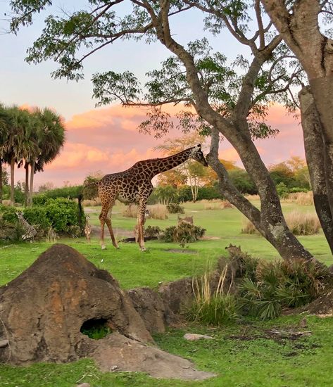 Tropical Savanna, Fantasy Country, Savage Animals, Savanna Animals, Disney Animal Kingdom, African Plains, Walk Together, Amazing Photos, Nice Things