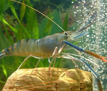 FRESHWATER GIANT PRAWN (ROSENBERGII) Tiger Prawn, Aquaponics Aquarium, Aquaponics Kit, Aquaponics Greenhouse, Backyard Aquaponics, Diy Fish Tank, Aquaponics Fish, Tide Pool, Vertical Farming