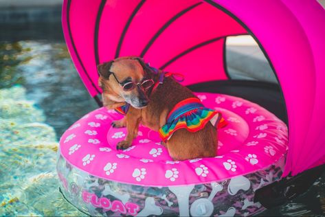 Dog Floats For Pool, Dog Pool Floats, Puppy Pool, Inflatable Pool Toys, Inflatable Rafts, Pool Umbrellas, Dog Pool, Pool Floats, Inflatable Pool