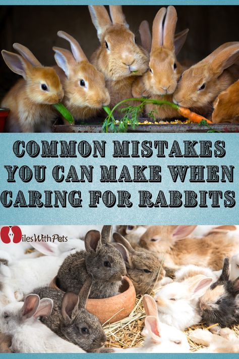 How To Take Care Of Rabbits, Taking Care Of Bunnies, How To Care For Rabbits, Bunny Must Haves, Rabbit Hacks, Caring For Rabbits, Taking Care Of Animals, Rabbit Facts, Bunny Buns