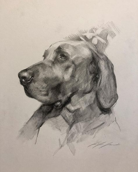 Jennifer Gennari, Dog Pencil Drawing, Dog Photography Poses, Dog Portrait Drawing, Pet Portrait Paintings, Drawing Commissions, Pencil Drawings Of Animals, Animal Drawings Sketches, Instagram Drawing