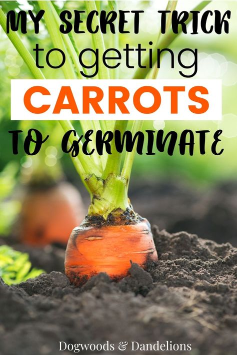 Propagating Carrots, How To Grow Carrots From Seeds, Vegetable For Kids, Growing Carrots In Containers, Growing Carrots From Seed, Carrot Companion Plants, Intensive Gardening, Vegetables Ideas, Vegetables For Kids