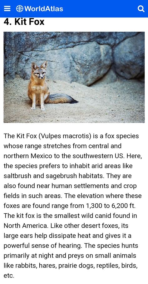 Fox Habitat, Fox Facts, Fox Species, Desert Fox, Animals Lover, Human Settlement, Different Species, Habitat, Animal Lover