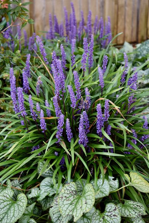 Super Blue Liriope, Big Blue Liriope, Liriope Muscari Monroe White, Liriope Big Blue, Liriope Muscari Big Blue, Muscari Latifolium, Ornamental Grasses For Shade, Purple Loosestrife Plants, Liriope Muscari