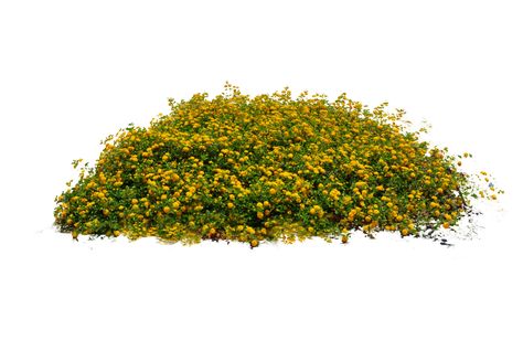 Photoshop Rendering, Bush Plant, Yellow Plants, Tree Textures, Photoshop Resources, Photoshop Projects, Plant Images, Photoshop Textures, Interior Rendering