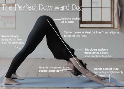 Downward Dog Yoga, Restorative Yoga Poses, Yoga Techniques, Dog Yoga, Basic Yoga, Cool Yoga Poses, Downward Dog, Pose Yoga, Restorative Yoga