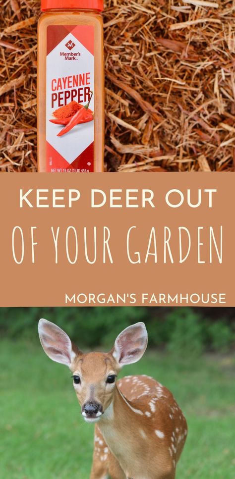 Deer are wonderful, but not in the garden. Nothing is more frustrating than tending to the plants only to come out and find them eaten up by the deer. This post will give you some ideas to help keep deer out of your garden this year. That way you get to enjoy the fruits of your labor instead of them. Keep Deer Out Of Garden, Homegrown Food, Square Foot Gardening, Green Garden, Off The Grid, Gardening For Beginners, Raised Beds, Natural Living, Cayenne