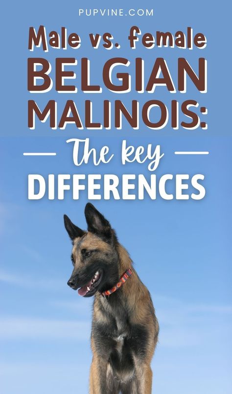 Female Belgian Malinois, Belgium Malinois Training, Female Malinois, Belgian Malinois K9, Belgian Malinois Training, Malinois Training, Malinois Funny, Malinois Puppy, Dog Names Unique