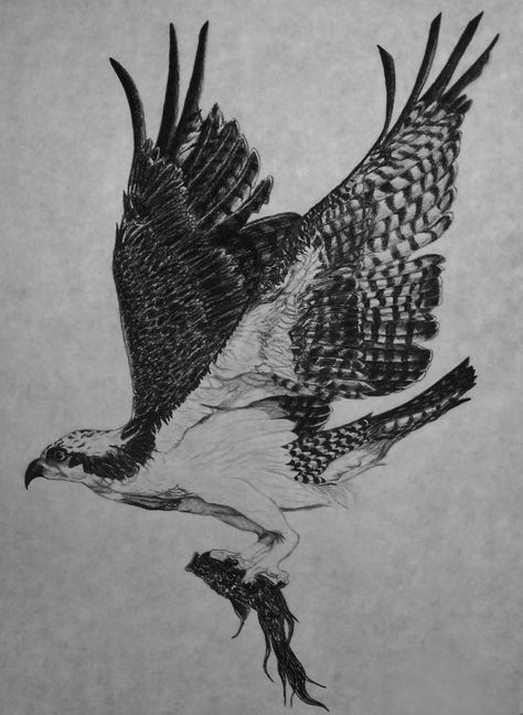 osprey Osprey Drawing, Peregrine Falcon Tattoo, Columbine Tattoo, Osprey Tattoo, Eagle Tattoo Forearm, Bird Flash, Bird Of Prey Tattoo, Falcon Tattoo, Camera Tattoo Design