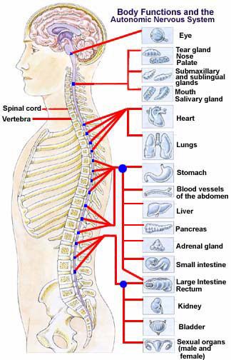 Punkty Spustowe, Bolesti Chrbta, Craniosacral Therapy, Spine Health, Autonomic Nervous System, Human Anatomy And Physiology, Medical Anatomy, The Nervous System, Chiropractic Care