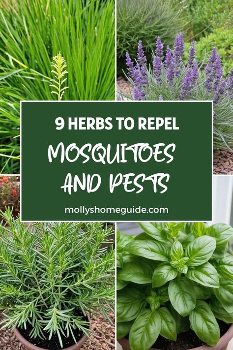 Creating a mosquito-free yard is easy with these fragrant plants that naturally repel pests. Discover the best herbs to keep mosquitoes and bugs away, making your outdoor space more enjoyable. Embrace mosquito-repellent plants and flowers that not only look beautiful but also serve a practical purpose. From scents that mosquitoes hate to effective mosquito repellent incense, these natural solutions will help you enjoy your yard without worrying about pesky insects. Plants To Avoid Mosquitos, Repelling Mosquitos Outdoors, Natural Repellent For Mosquitoes, Natural Mosquito Repellent For Yard, Mosquito Plants Repellant, Misquote Repellent Natural, Plants That Deter Mosquitos, Repel Mosquitos Outdoors, Plants That Repel Mosquitos