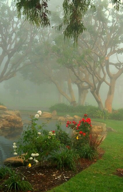 Misty Day Aesthetic, Magical Photography, Morning Fog, Winter Rose, Beautiful Collage, Foggy Morning, Spring Wallpaper, Nature View, Beautiful Places To Travel