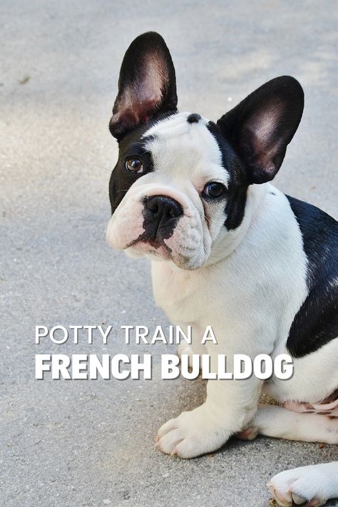 Discover effective methods to potty train your French Bulldog with Rebarkable's comprehensive guide. Learn valuable tips and tricks to successfully navigate the potty training process, whether you're training an adult Frenchie or a puppy. Understand the rules of potty training, including the importance of positive reinforcement and avoiding punishment. Frenchie Puppy Training, French Bulldog Training Tips, Frenchton Dogs, Frenchie Tips, Frenchton Dog, Bulldog Training, New Puppy Checklist, Puppy Checklist, Training Puppy