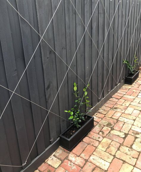 DIY Vine On A Wire Vine Screen Wall, Vines On Wood Fence, Diy Fence Trellis, Diy Trellis Fence, Black Trellis Ideas, Vine Wall Outdoor, Backyard Trellis Ideas, Diy Vine Wall, Vine On Fence