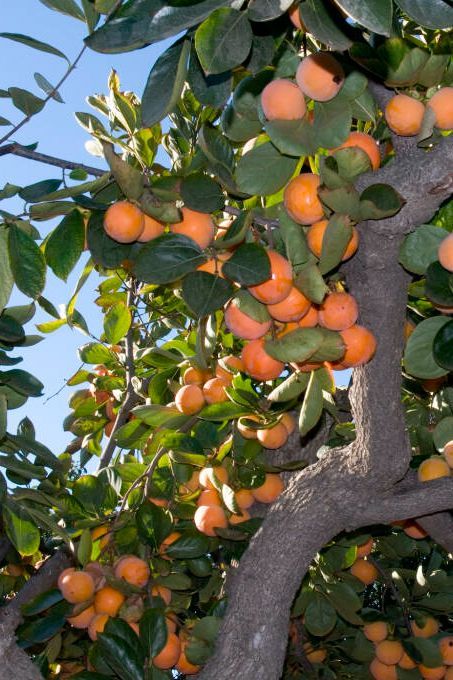 “Believe it or not, the Fuyu persimmon is the number one selling variety in our home garden mix – and we offer many hundreds of varieties of fruit trees,” says Phil Pursel. Turns out, this plant is popular because it’s basically disease- and insect-free, it’s self-fruitful (so no pollinator is required), it’s a very late harvest fruit, produces stunning fall color, and it’s tasty to boot. Best Fruit Trees To Grow, Fuyu Persimmon Tree, Fig Fruit Tree, Fuyu Persimmon, Growing Fig Trees, Persimmon Tree, Harvest Fruit, Prune Fruit, Pruning Fruit Trees