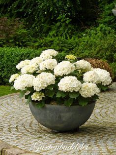 Top 10 Hydrangea Planting Hydrangeas, Have Inspiration, Garden Containers, The Secret Garden, White Gardens, Garden Care, Gorgeous Gardens, Garden Cottage, Container Plants