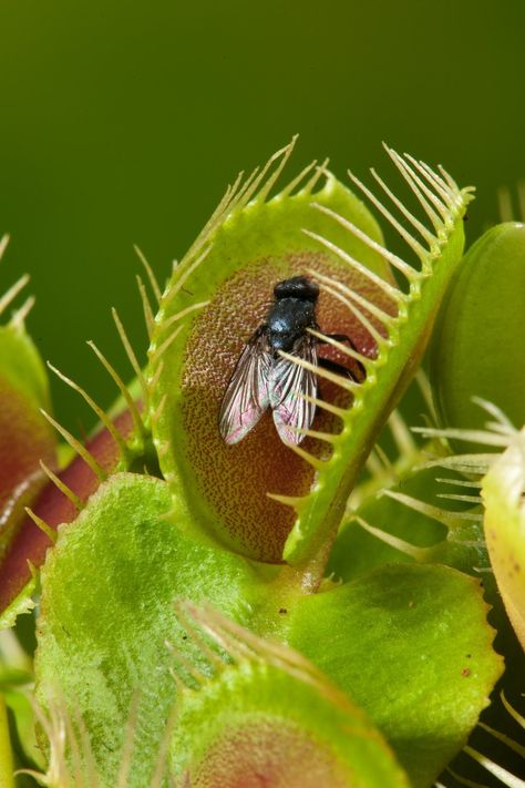 Flytrap Plant, House Plants Decor Living Room, Venus Flytrap Plant, Plant Decor Living Room, Trap Art, Endangered Plants, Venus Flytrap, Plant Goals, Venus Fly Trap