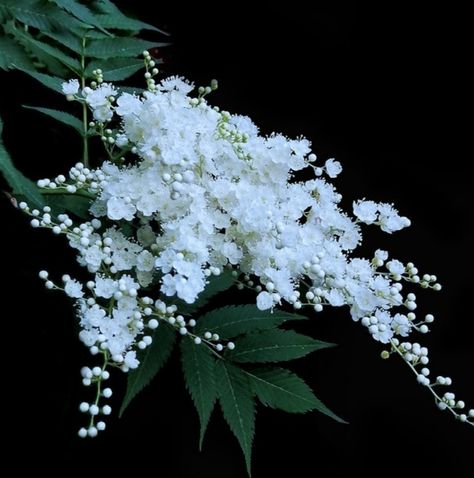 False spirea - Sorbaria sorbifolia False Spirea, Moon Garden, Delicate Flowers, Beautiful Flower Arrangements, White Gardens, Beautiful Flowers Pictures, Exotic Flowers, Delicate Flower, Flower Pictures