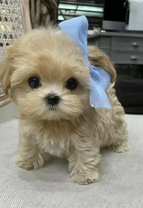 This is what a second chance can do for a dog. Cute Dogs For Sale, Poodle Cute, Puppy Teacup, Cute Fluffy Puppies, Biewer Yorkie, Tattoos Dog, Tiny Puppy, Teacup Puppy, Cute Fluffy Dogs