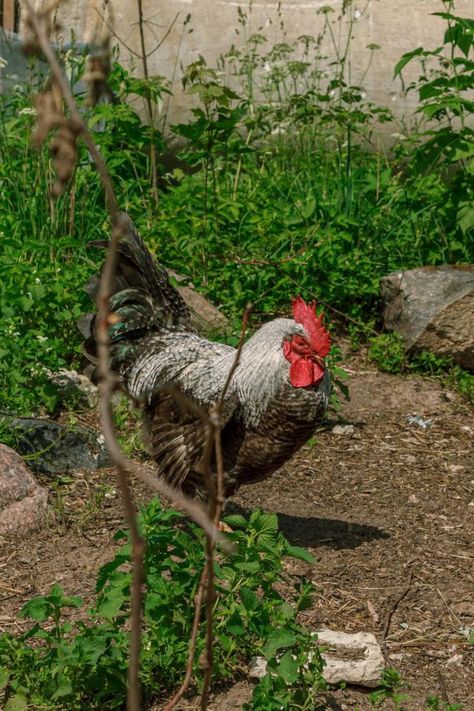 plants for chickens in a chicken run with urban and backyard chickens Plants In Chicken Run, Plant Around Chicken Coop, Quail Aviary With Plants Diy, Duck Run Ideas, Quail Aviary, Quail Habitat, Duck Run, Plants For Chickens, Inside Chicken Coop