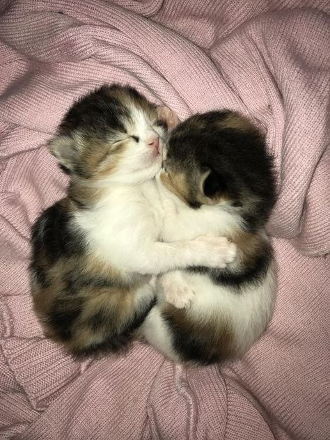 Sleeping Kittens, 2 Kittens, Kitten Cuddle, Cat Cuddle, Sleeping Kitten, Cute Cats Photos, Cat Sleeping, Cute Kittens