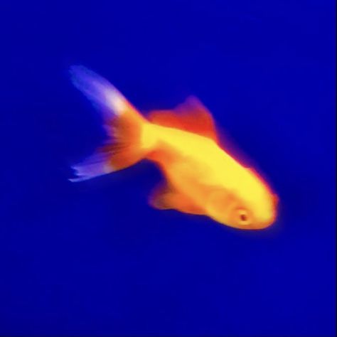 Fish, Orange, Water, Blue