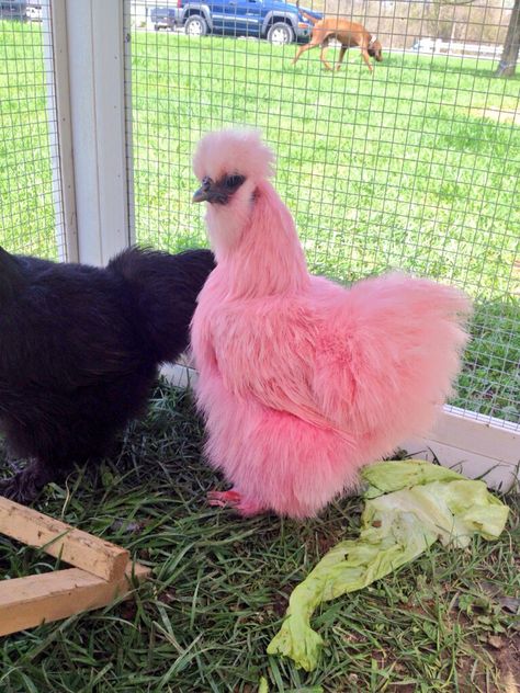 Chickens Breeds, Pet Chickens Breeds, Australorp Chicken, Aesthetic Chicken, Funny Animal Pics, Cute Animal Character, Chicken Aesthetic, Fluffy Chicken, Cute Chicken Coops