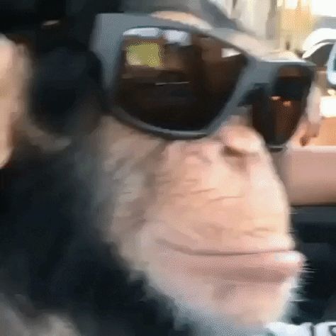 Monkey Gif, Funny Monkey, Meme Caption, Monkeys Funny, Youtube Stars, R Memes, Funny Animals, Funny Gif, Gif