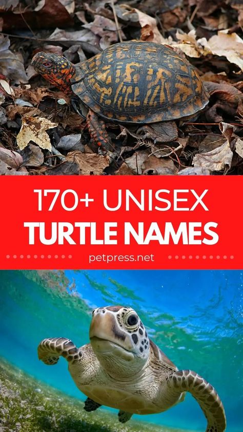 Make sure you choose a unisex turtle is one that both you and your turtle love! #turtle #turtlenames Names For Turtles, Unisex Names, Cute Pet Names, Turtle Names, Unisex Name, Pet Turtle, Shell Shock, Turtle Love, Exotic Animals