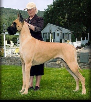 Great Dane Great Dane Mastiff, Cute Dog Costumes, Regard Animal, Dane Puppies, Great Danes, Dane Dog, 강아지 그림, Great Dane Dogs, Dog Show