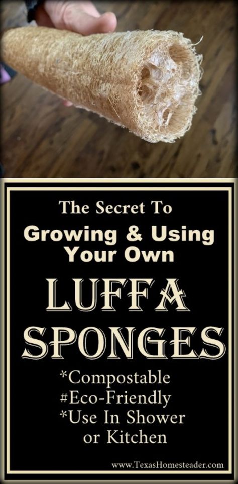 How To Grow & Use Your Own Luffa (Loofah). ~ Texas Homesteader ~ Growing Loofah From Seed, Grow Loofah, Homemade Christmas Gift Baskets, Luffa Sponge, Natural Loofah, Eco Friendly Garden, Loofah Soap, Loofah Sponge, Homesteading Skills