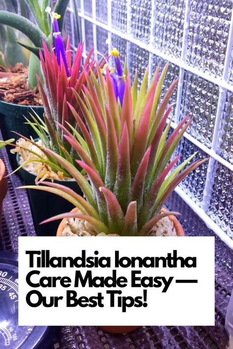 Expert Tips for Effortless Success! Embark on a journey into the world of Tillandsia Ionantha care with our best-kept secrets. Explore ideal conditions, watering routines, and more for thriving air plants. Join us in nurturing vibrant Tillandsia Ionanthas with ease! IG Photo by: imai1072 Ionantha Air Plant, Bromeliads Landscaping, Tillandsia Ionantha, Tillandsia Air Plant, Air Plants, Plant Care, Indoor Plants, House Plants, Soil