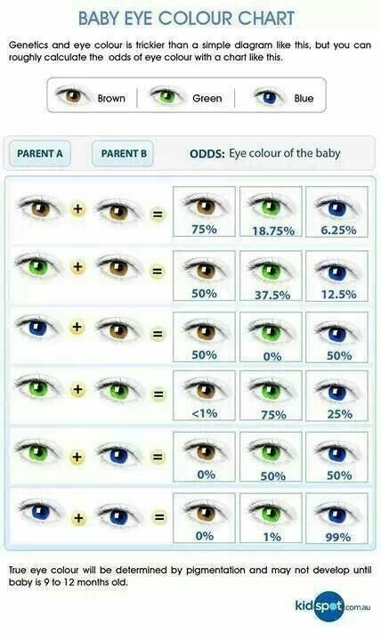 Eye color probability chart Baby Eye Color Chart, Eye Color Chart Genetics, Baby Eye, Eye Color Chart, Blue Eyed Men, Eye Chart, Hair Color Chart, Baby Eyes, Rustic Colors