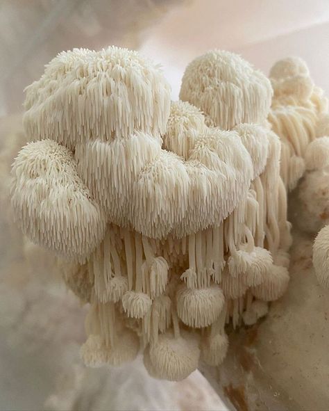 Atlas Obscura on Instagram: “Talk about a magic mushroom. Our friends at @gastroobscura write: Meet Hericium erinaceus, the lion's mane. Not only is it edible, it's…” Microdosing Mushrooms, Lions Mane, Growth And Decay, Lions Mane Mushroom, French Poodles, Slime Mould, Lion's Mane, Magic Mushroom, Mushroom Fungi