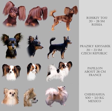 Russkiy Toy, Papillon Dog Puppy, Papillon Puppies, Russian Toy Terrier, Long Hair Chihuahua, Dog Infographic, Toy Terrier, Papillon Puppy, Rare Dog Breeds