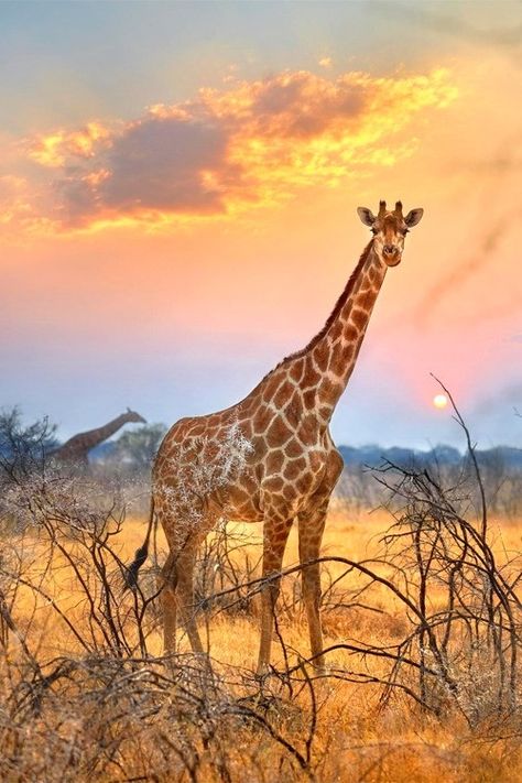 Etosha National Park, Giraffe Pictures, Giraffe Art, A Giraffe, Game Reserve, African Wildlife, African Animals, African Safari, Wild Life