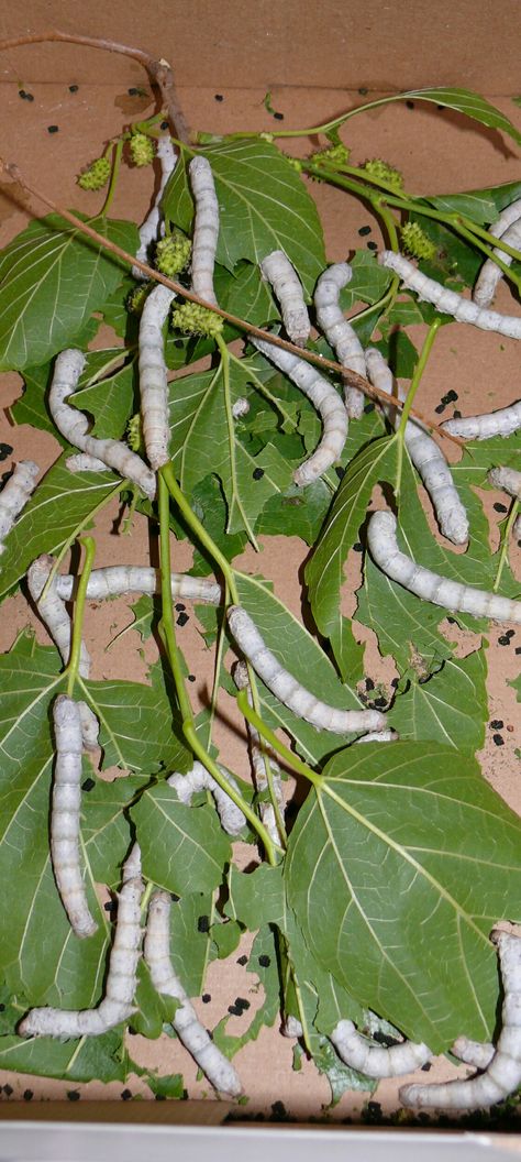 Silkworms feed on mulberry leaves Mulberry Leaves, Mulberry Leaf, Handmade Rakhi, Thai Silk, Cardboard Cutouts, Plant Leaves, Things To Come, Silk, Plants