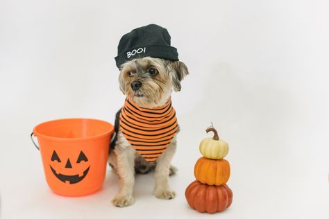 Short Dog Quotes, Best Dog Costumes, Halloween Safety, Creepy Costumes, Dog Pumpkin, Short Dog, Pet Nutrition, Dog Business, Halloween Photo