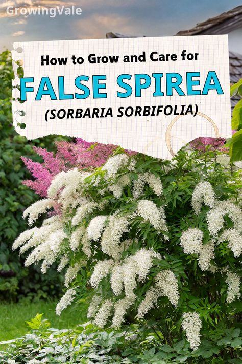 False Spirea Care False Spirea Shrub, False Spirea, Spirea Shrub, Hillside Gardening, Soil Types, Ornamental Plants, Types Of Soil, How To Grow, To Grow