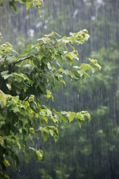 Love Rainy Days, Rainy Mood, I Love The Rain, Rain Falling, Rain Aesthetic, Love The Rain, Rainy Day Aesthetic, I Love Rain, Rain Storm