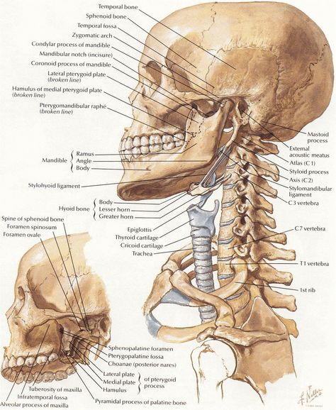 Netter 009 head neck bones Bones Of The Head, Neck Muscle Anatomy, Human Anatomy Picture, Anatomy Head, Neck Anatomy, Human Skeleton Anatomy, Vertebral Column, Anatomy Bones, Skeleton Anatomy