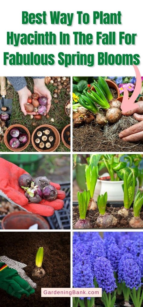 Hyacinths Garden, Hyacinth Plant, White Hyacinth, Lily Garden, Fall Bulbs, Spring Bulbs, Fall Plants, Natural Plant, Spring Blooms