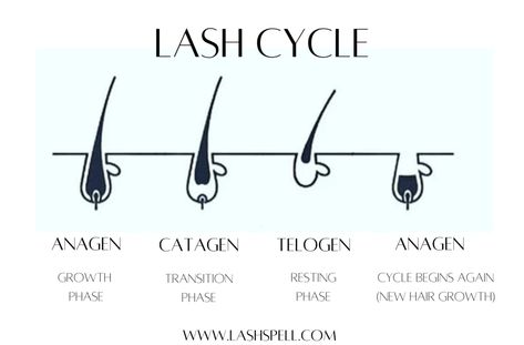 picture of the different phases of a lash cycle Lash Cycle Eyelashes, Lash Cycle Hair Growth, Lash Growth Cycle, Eyelash Cycle, Lash Cycle, Eyelash Growth Cycle, Lash Manual, Lash Post, Brow Business