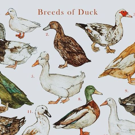 Duck Art Aesthetic, Vintage Duck Art, Cottagecore Duck, Ducks Drawing, Ducks Illustration, Drawing Insects, Student Inspiration, Duck Painting, Duck Breeds