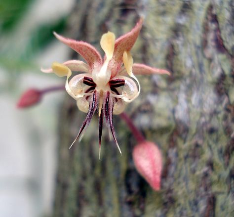 Cacao Flower, Cacao Art, Cocoa Flower, Chocolate Photos, Chocolate World, Chocolate Packaging, Inspirational Tattoos, Bing Images, Brownies